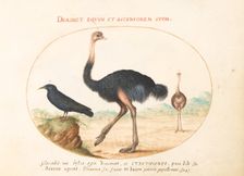 Animalia Volatilia et Amphibia (Aier): Plate I, c. 1575/1580. Creator: Joris Hoefnagel