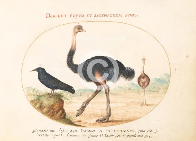 Animalia Volatilia et Amphibia (Aier): Plate I, c. 1575/1580. Creator: Joris Hoefnagel.