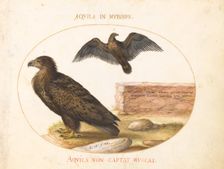 Animalia Volatilia et Amphibia (Aier): Plate II, c. 1575/1580. Creator: Joris Hoefnagel