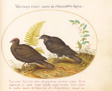 Animalia Volatilia et Amphibia (Aier): Plate III, c. 1575/1580. Creator: Joris Hoefnagel