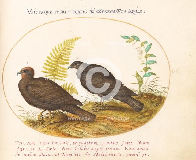 Animalia Volatilia et Amphibia (Aier): Plate III, c. 1575/1580. Creator: Joris Hoefnagel.