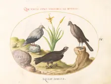 Animalia Volatilia et Amphibia (Aier): Plate IV, c. 1575/1580. Creator: Joris Hoefnagel
