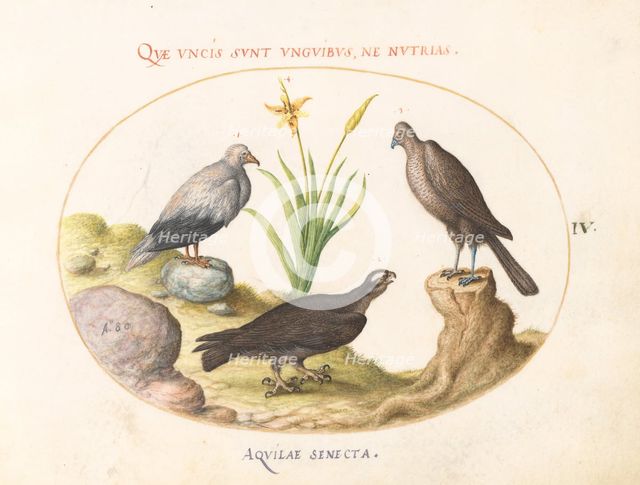Animalia Volatilia et Amphibia (Aier): Plate IV, c. 1575/1580. Creator: Joris Hoefnagel.