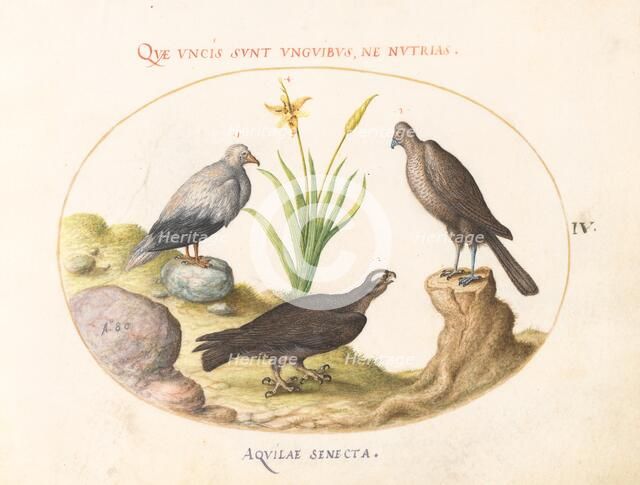 Animalia Volatilia et Amphibia (Aier): Plate IV, c. 1575/1580. Creator: Joris Hoefnagel.