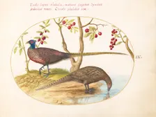 Animalia Volatilia et Amphibia (Aier): Plate IX, c. 1575/1580. Creator: Joris Hoefnagel