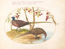 Animalia Volatilia et Amphibia (Aier): Plate IX, c. 1575/1580. Creator: Joris Hoefnagel