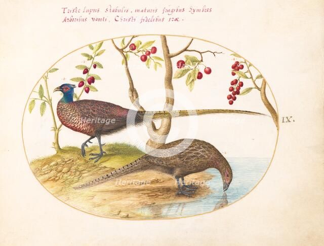 Animalia Volatilia et Amphibia (Aier): Plate IX, c. 1575/1580. Creator: Joris Hoefnagel.