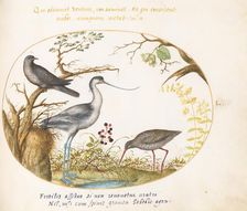 Animalia Volatilia et Amphibia (Aier): Plate L, c. 1575/1580. Creator: Joris Hoefnagel