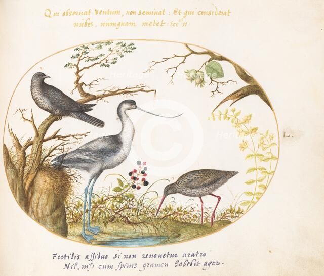 Animalia Volatilia et Amphibia (Aier): Plate L, c. 1575/1580. Creator: Joris Hoefnagel.