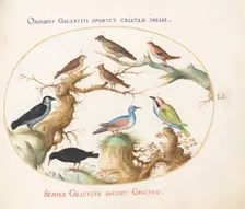 Animalia Volatilia et Amphibia (Aier): Plate LI, c. 1575/1580. Creator: Joris Hoefnagel