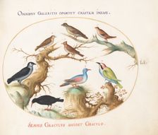 Animalia Volatilia et Amphibia (Aier): Plate LI, c. 1575/1580. Creator: Joris Hoefnagel