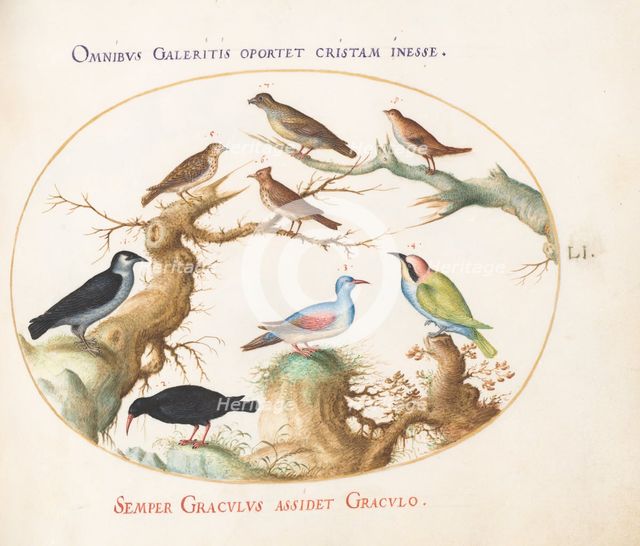 Animalia Volatilia et Amphibia (Aier): Plate LI, c. 1575/1580. Creator: Joris Hoefnagel.