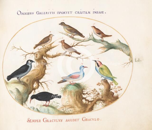 Animalia Volatilia et Amphibia (Aier): Plate LI, c. 1575/1580. Creator: Joris Hoefnagel.