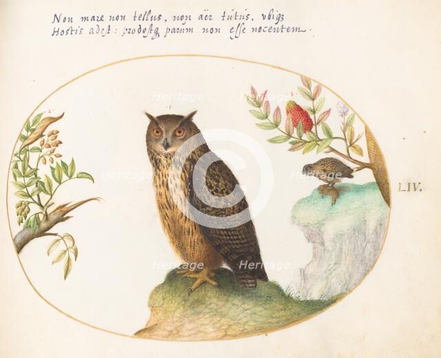 Animalia Volatilia et Amphibia (Aier): Plate LIV, c. 1575/1580. Creator: Joris Hoefnagel.