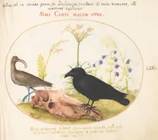 Animalia Volatilia et Amphibia (Aier): Plate LIX, c. 1575/1580. Creator: Joris Hoefnagel