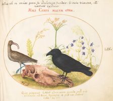Animalia Volatilia et Amphibia (Aier): Plate LIX, c. 1575/1580. Creator: Joris Hoefnagel