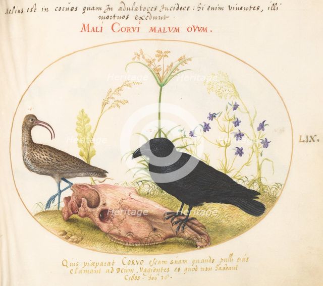 Animalia Volatilia et Amphibia (Aier): Plate LIX, c. 1575/1580. Creator: Joris Hoefnagel.