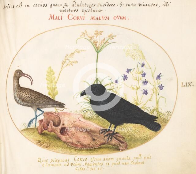 Animalia Volatilia et Amphibia (Aier): Plate LIX, c. 1575/1580. Creator: Joris Hoefnagel.