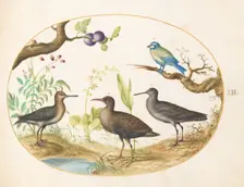 Animalia Volatilia et Amphibia (Aier): Plate LII, c. 1575/1580. Creator: Joris Hoefnagel