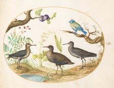 Animalia Volatilia et Amphibia (Aier): Plate LII, c. 1575/1580. Creator: Joris Hoefnagel