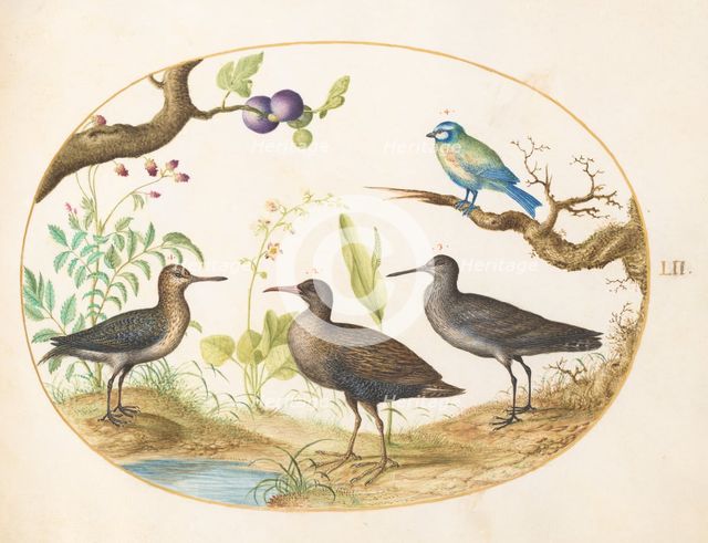 Animalia Volatilia et Amphibia (Aier): Plate LII, c. 1575/1580. Creator: Joris Hoefnagel.