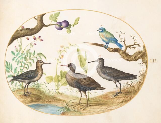 Animalia Volatilia et Amphibia (Aier): Plate LII, c. 1575/1580. Creator: Joris Hoefnagel.