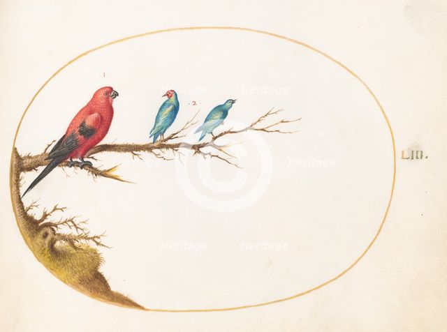 Animalia Volatilia et Amphibia (Aier): Plate LIII, c. 1575/1580. Creator: Joris Hoefnagel.