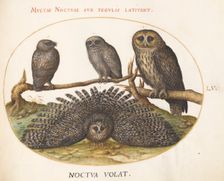 Animalia Volatilia et Amphibia (Aier): Plate LV, c. 1575/1580. Creator: Joris Hoefnagel