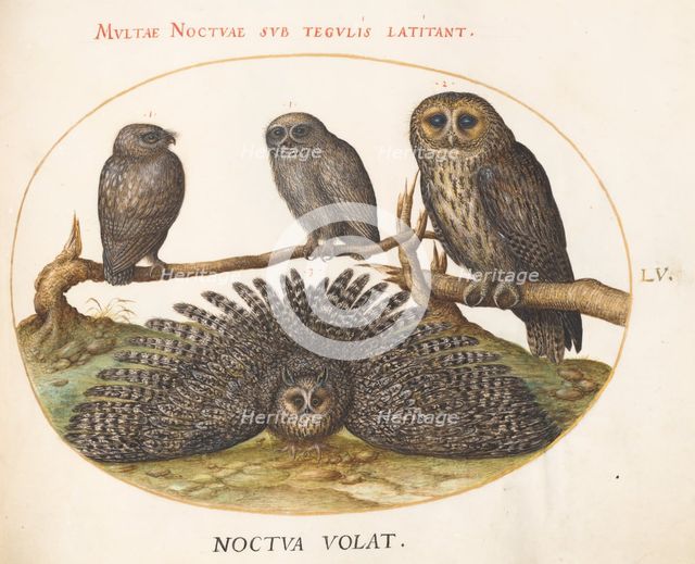 Animalia Volatilia et Amphibia (Aier): Plate LV, c. 1575/1580. Creator: Joris Hoefnagel.