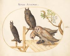 Animalia Volatilia et Amphibia (Aier): Plate LVI, c. 1575/1580. Creator: Joris Hoefnagel