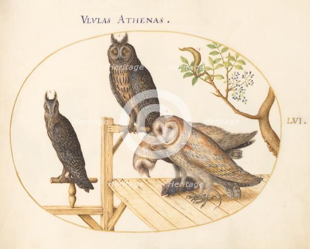 Animalia Volatilia et Amphibia (Aier): Plate LVI, c. 1575/1580. Creator: Joris Hoefnagel.
