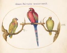 Animalia Volatilia et Amphibia (Aier): Plate LVII, c. 1575/1580. Creator: Joris Hoefnagel