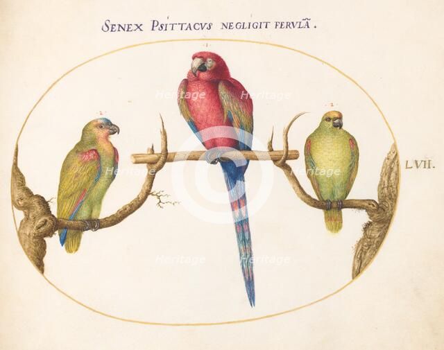 Animalia Volatilia et Amphibia (Aier): Plate LVII, c. 1575/1580. Creator: Joris Hoefnagel.