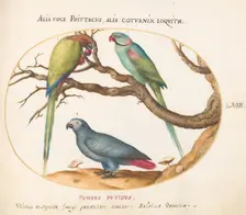 Animalia Volatilia et Amphibia (Aier): Plate LVIII, c. 1575/1580. Creator: Joris Hoefnagel
