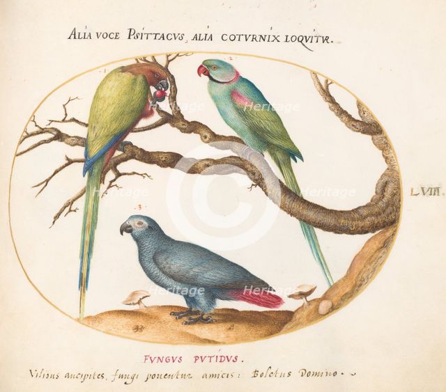 Animalia Volatilia et Amphibia (Aier): Plate LVIII, c. 1575/1580. Creator: Joris Hoefnagel.