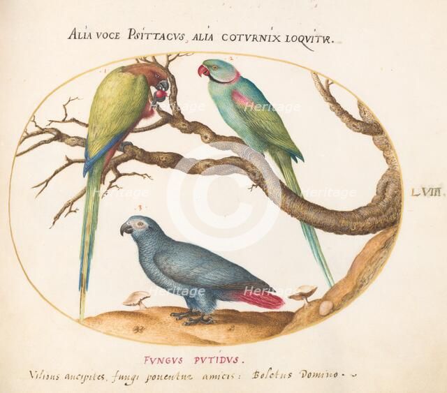 Animalia Volatilia et Amphibia (Aier): Plate LVIII, c. 1575/1580. Creator: Joris Hoefnagel.