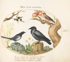 Animalia Volatilia et Amphibia (Aier): Plate LX, c. 1575/1580. Creator: Joris Hoefnagel