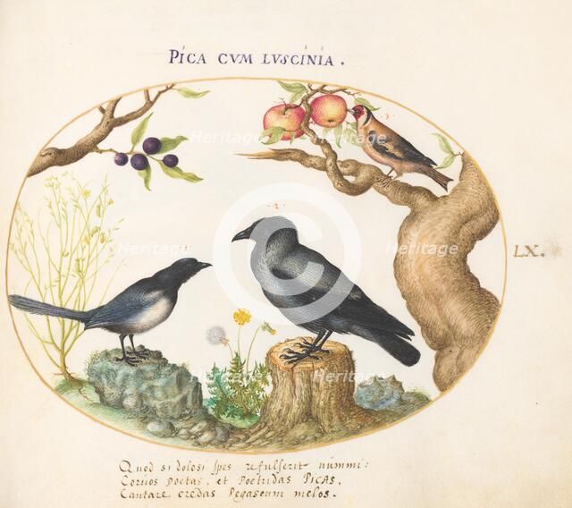 Animalia Volatilia et Amphibia (Aier): Plate LX, c. 1575/1580. Creator: Joris Hoefnagel.