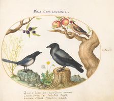 Animalia Volatilia et Amphibia (Aier): Plate LX, c. 1575/1580. Creator: Joris Hoefnagel