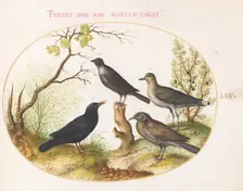 Animalia Volatilia et Amphibia (Aier): Plate LXV, c. 1575/1580. Creator: Joris Hoefnagel