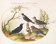 Animalia Volatilia et Amphibia (Aier): Plate LXV, c. 1575/1580. Creator: Joris Hoefnagel