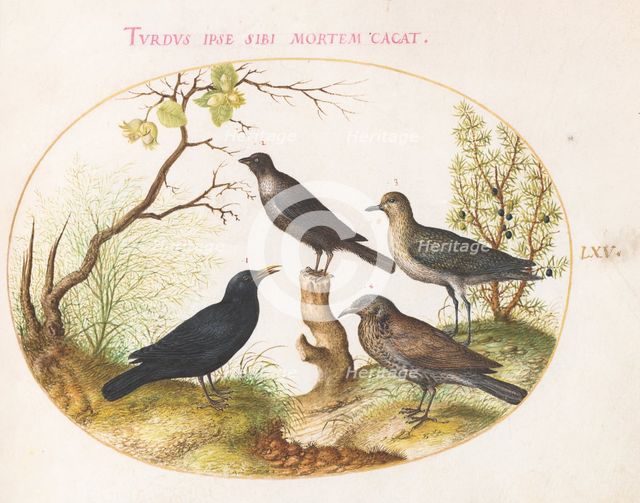 Animalia Volatilia et Amphibia (Aier): Plate LXV, c. 1575/1580. Creator: Joris Hoefnagel.