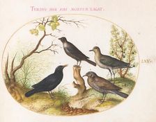 Animalia Volatilia et Amphibia (Aier): Plate LXV, c. 1575/1580. Creator: Joris Hoefnagel