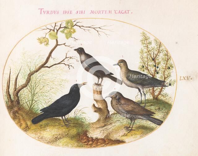 Animalia Volatilia et Amphibia (Aier): Plate LXV, c. 1575/1580. Creator: Joris Hoefnagel.