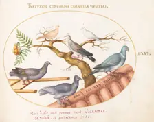Animalia Volatilia et Amphibia (Aier): Plate LXVI, c. 1575/1580. Creator: Joris Hoefnagel