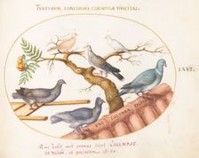 Animalia Volatilia et Amphibia (Aier): Plate LXVI, c. 1575/1580. Creator: Joris Hoefnagel