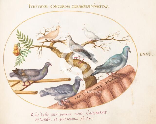 Animalia Volatilia et Amphibia (Aier): Plate LXVI, c. 1575/1580. Creator: Joris Hoefnagel.