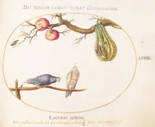 Animalia Volatilia et Amphibia (Aier): Plate LXVII, c. 1575/1580. Creator: Joris Hoefnagel