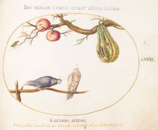 Animalia Volatilia et Amphibia (Aier): Plate LXVII, c. 1575/1580. Creator: Joris Hoefnagel