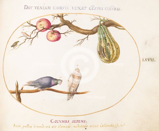 Animalia Volatilia et Amphibia (Aier): Plate LXVII, c. 1575/1580. Creator: Joris Hoefnagel.